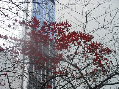 都会の紅葉